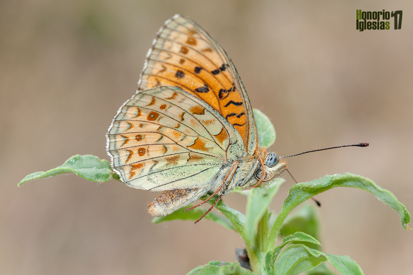 Reverso de mariposa nacarada niobe o níobe (Argynnis (=Fabriciana) niobe), mostrando la venación negra y el color de las manchas amarillas en el ala posterior