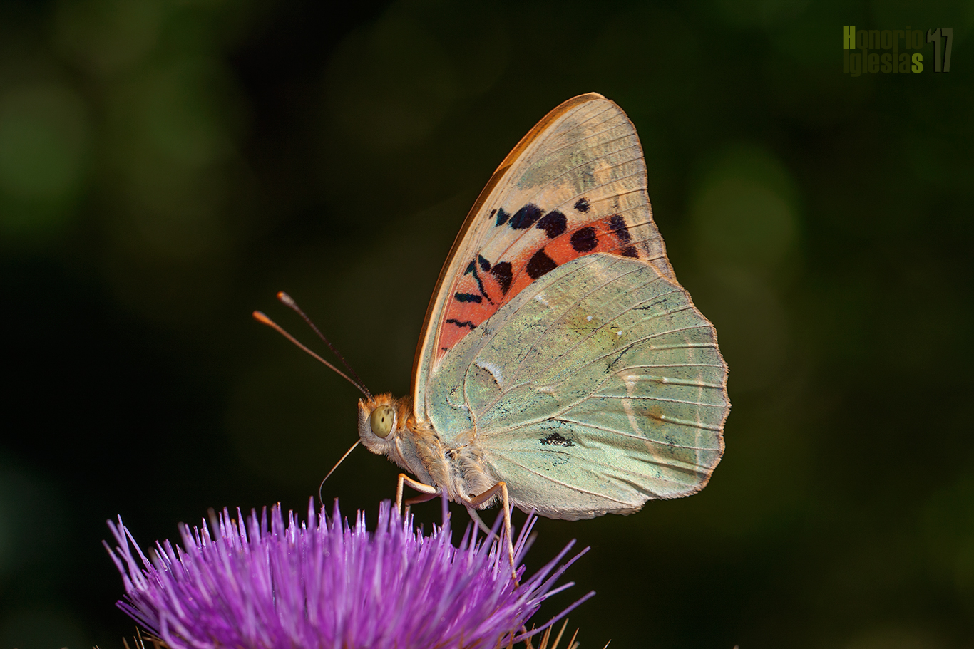 Ejemplar de mariposa nacarada pandora o pandora (Argynnis (=Pandoriana) pandora) mostrando su reverso alar donde la mancha rojiza del ala anterior es muy significativa para su identificación