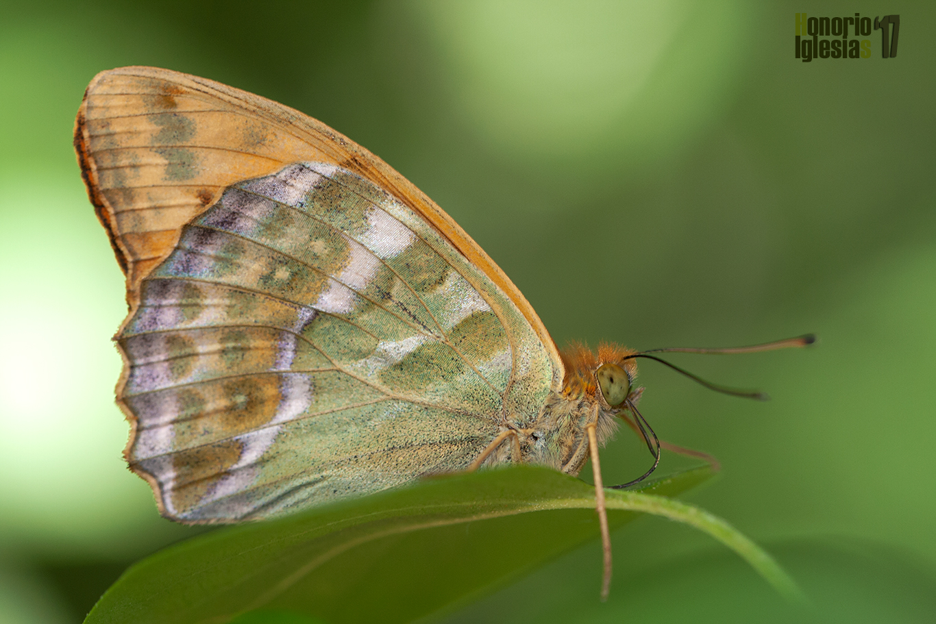 Reverso de mariposa nacarada pafia o nacarada (Argynnis paphia), la ausencia de mancha rojiza en el ala anterior es significativa de la especie y ayuda a diferenciarla de la mariposa Pandora