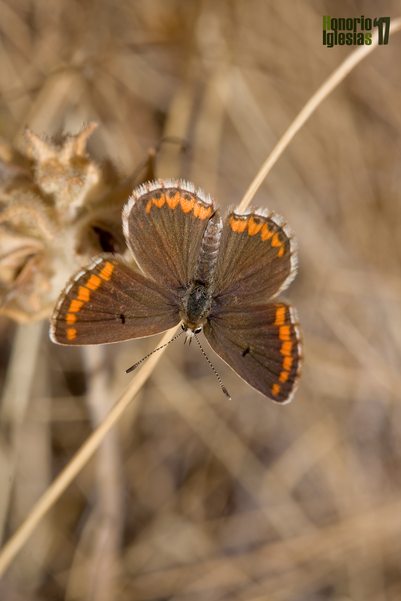 Ejemplar de mariposa morena común (Aricia cramera) mostrando su anvserso alar.