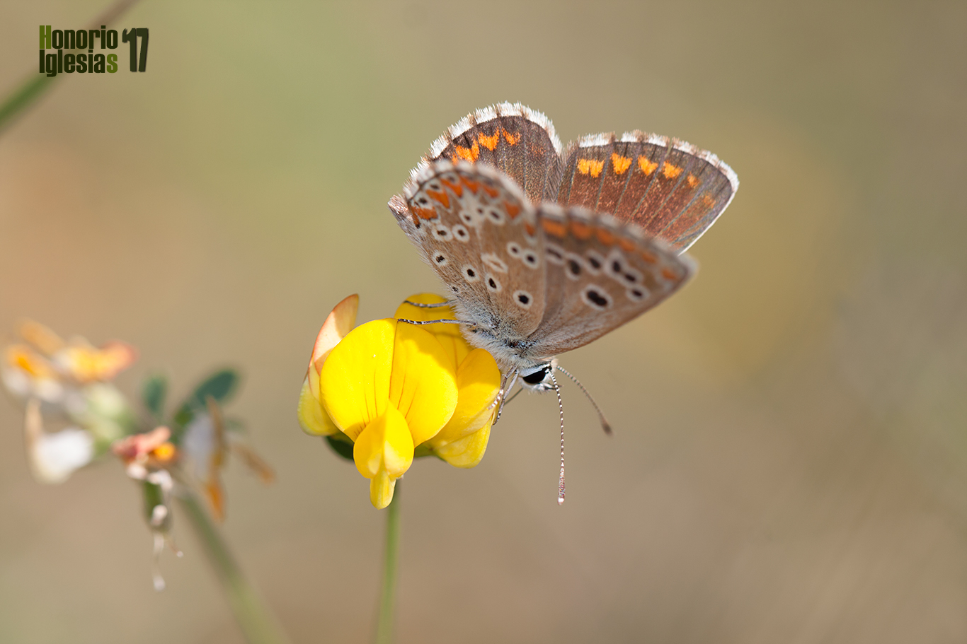 Ejemplar de mariposa morena común (Aricia cramera) , tanto los machos como las hembras de esta mariposa tienen el anverso de color marrón.