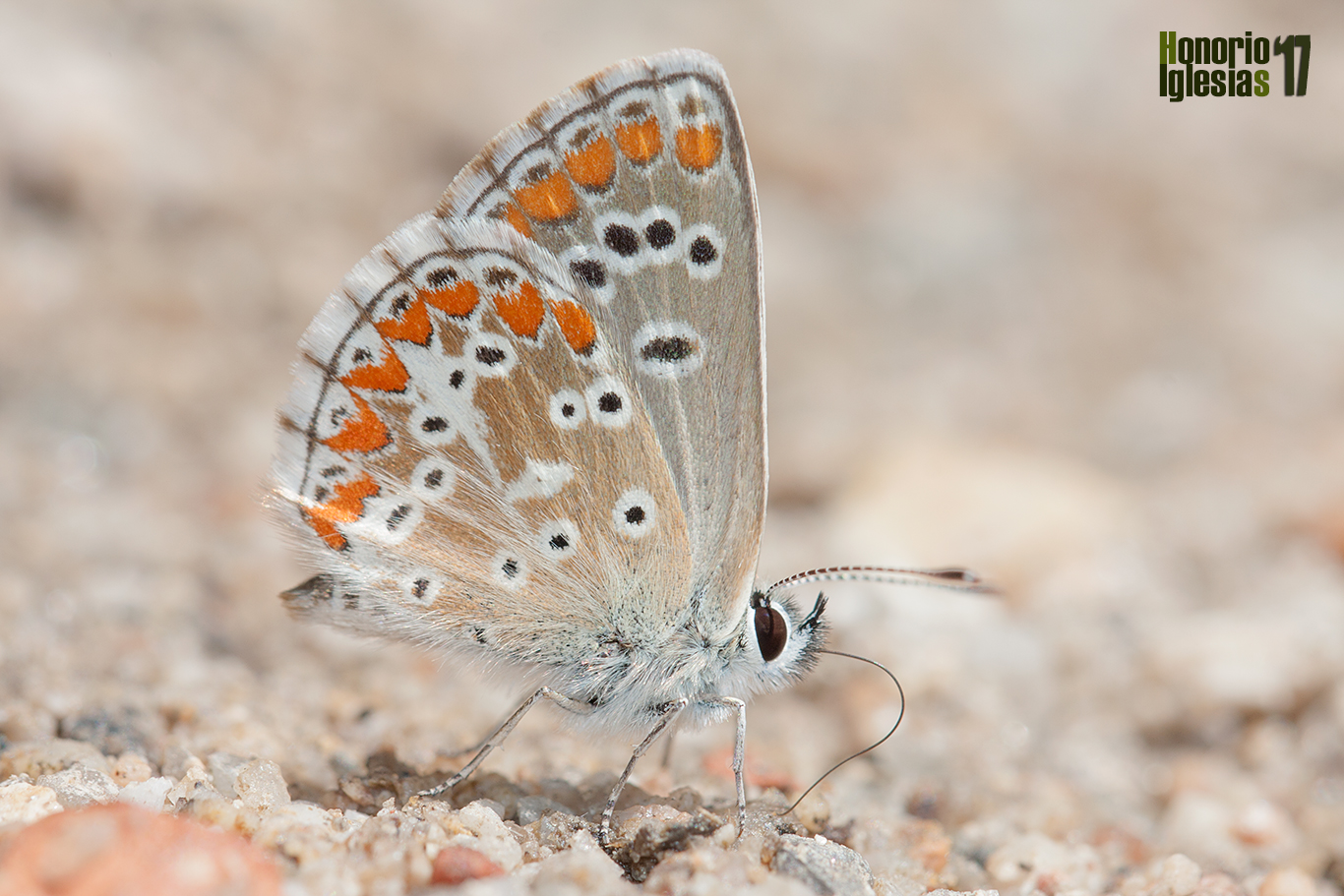 La mariposa morena común o morena (Aricia cramera), mantiene en la sierra de Guadarrama entre dos y tres generaciones al año (bivoltina o trivoltina).