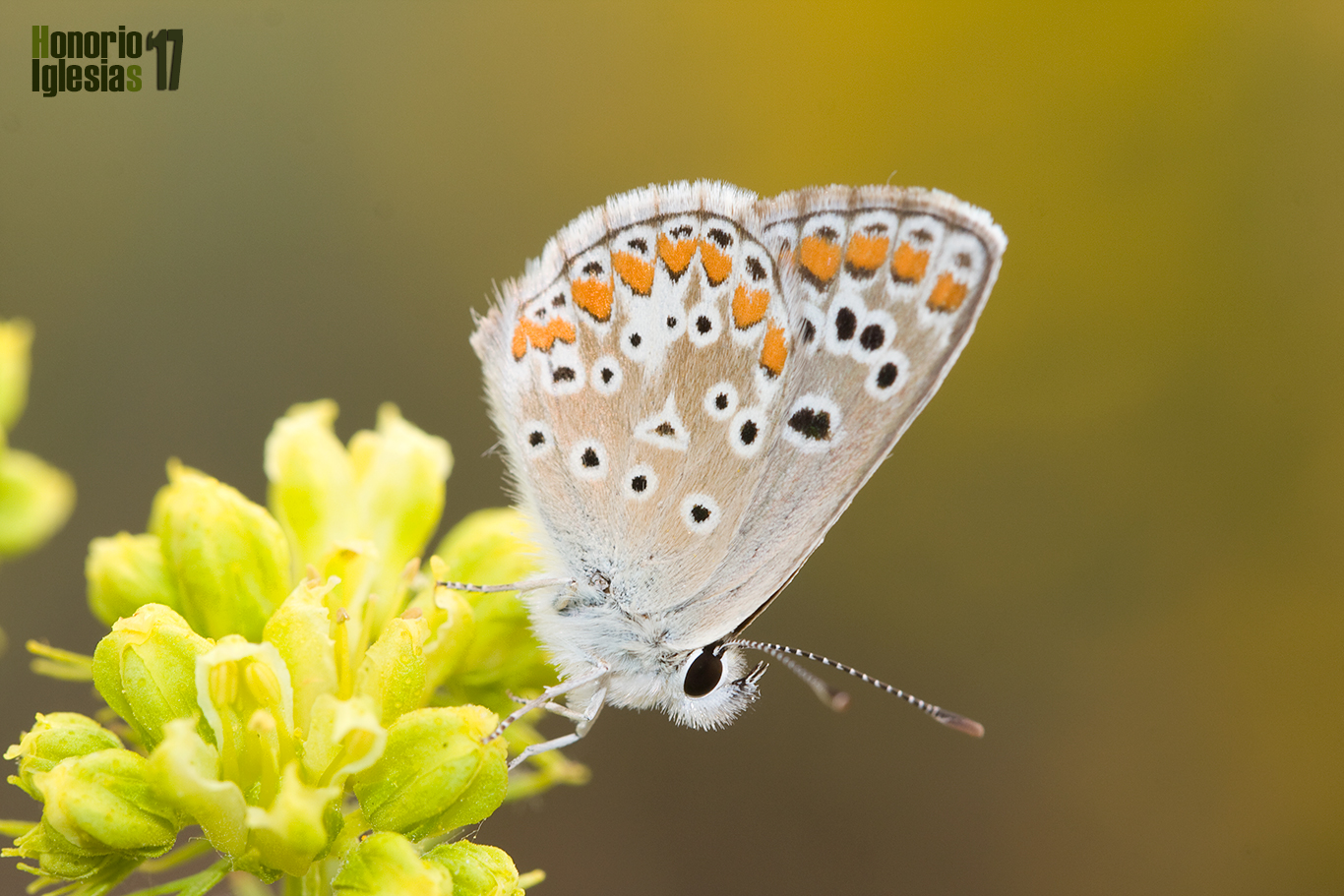 Ejemplar de mariposa morena serrana (Aricia montensis) mostrando su reverso alar.