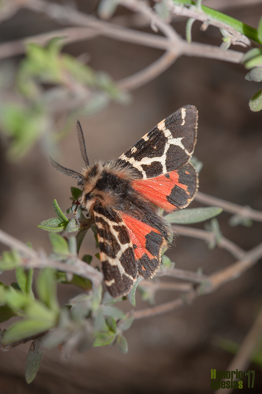 Artimelia latreillei es un bello y escasísimo árctido de vuelo diurno, presente en la sierra de Guadarrama