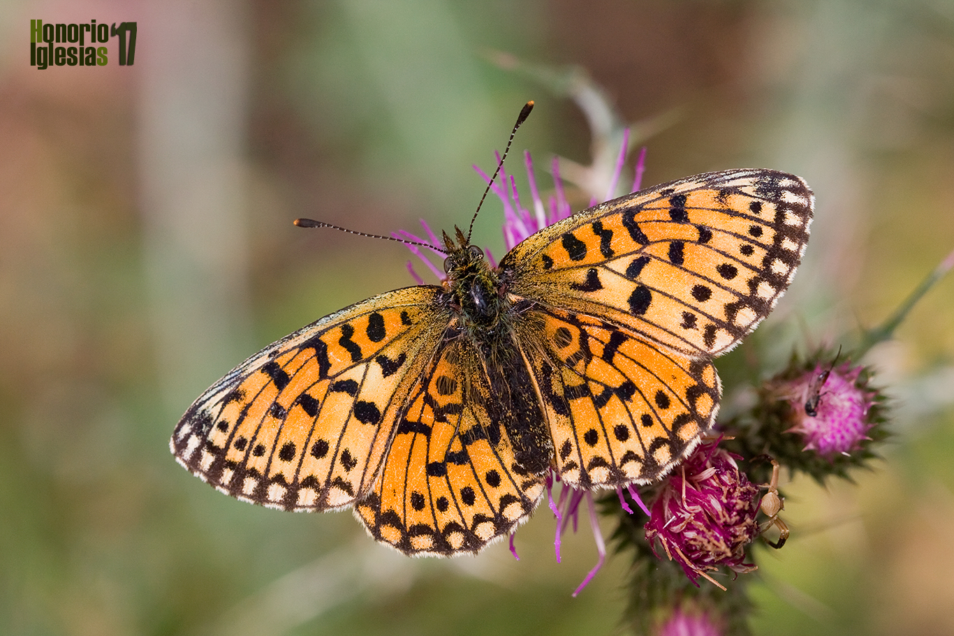 Ejemplar de mariposa perlada selene o perlada castaña (Boloria (=Clossiana) selene) mostrando su anverso alar.