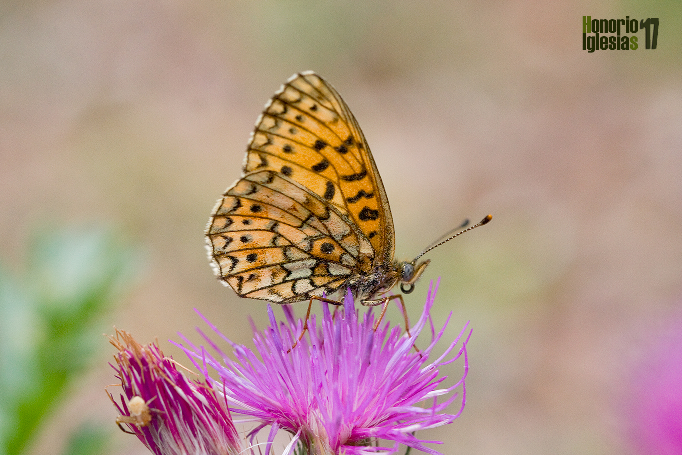Reveso alar de mariposa perlada selene o perlada castaña (Boloria (=Clossiana) selene) con el punto del reverso alar.