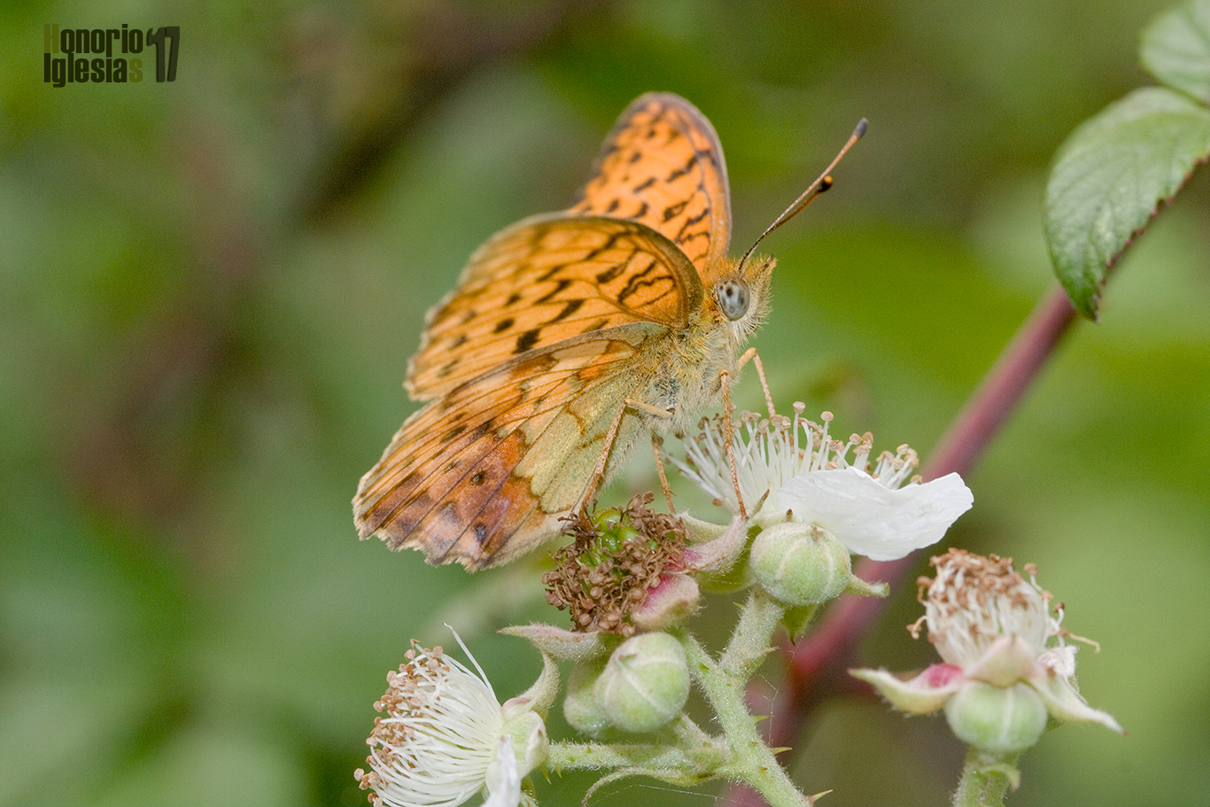 Reverso de mariposa bipunteada dafne o laurel (Brenthis daphne mostrando su reverso alar.