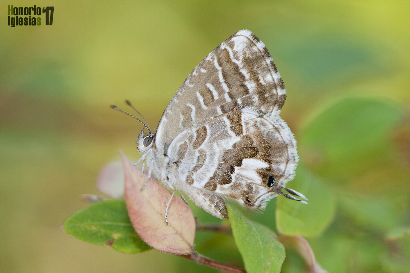 Ejemplar de mariposa taladro del geranio (Cacyreus marshalli) , una mariposa no perteneciente a la fauna autóctona ibérica que sin embargo se ha expandido por toda la Península.