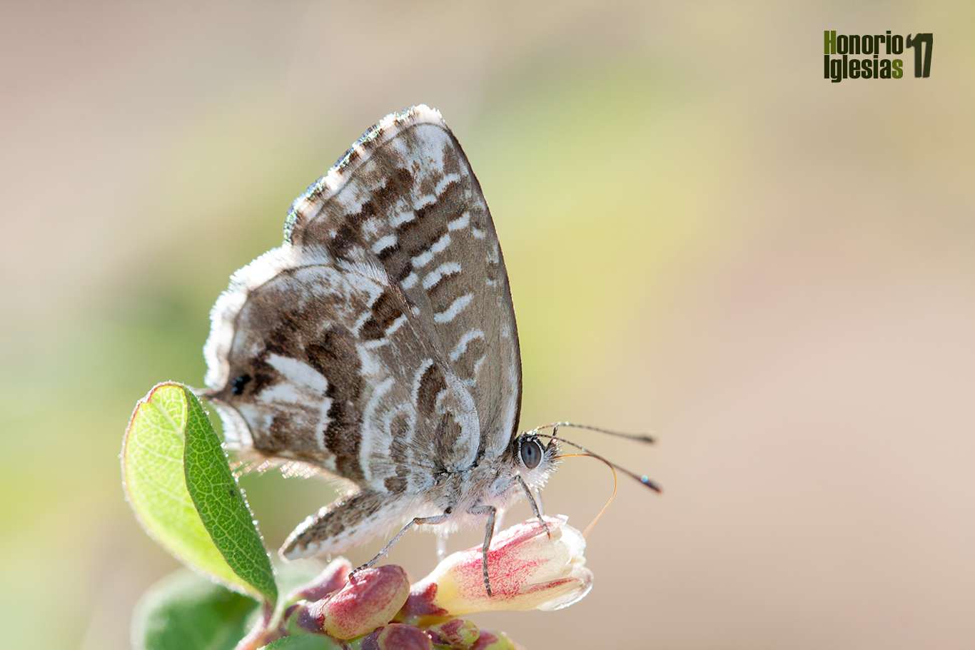Ejemplar de mariposa taladro del geranio (Cacyreus marshalli) mostrando su anverso alar.