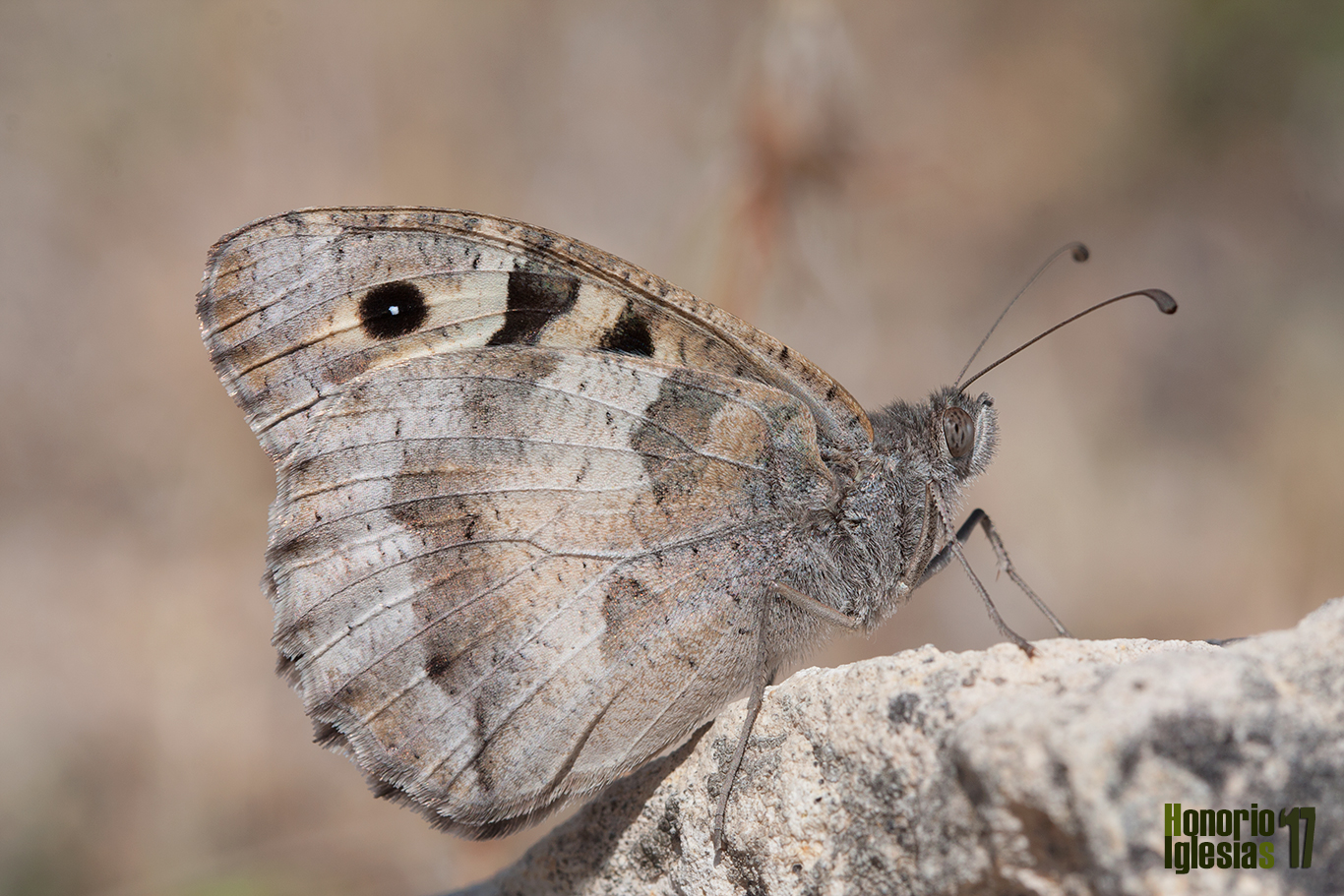 Macho de mariposa briseis o banda oblicua (Chazara briseis), mostrando su anverso alar.