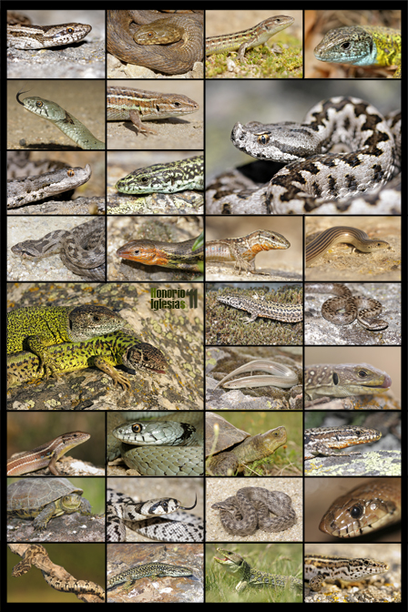 Montaje fotográfico con todos los reptiles presentes en los Montes de Valsaín