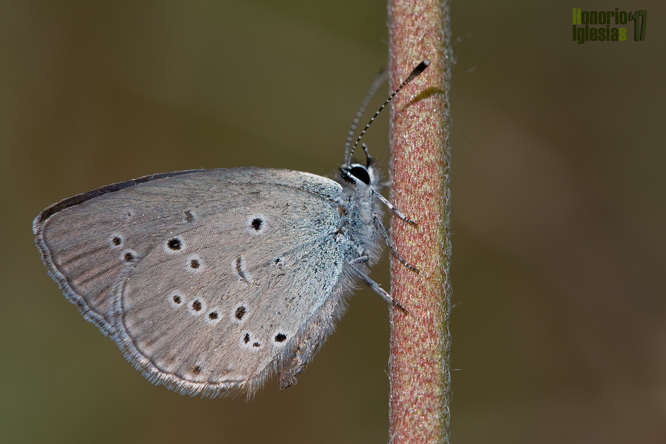 Ejemplar de mariposa duende menor u oscuro (Cupido minimus) , es una de las especies de mariposas diurnas más pequeñas de la sierra de Guadarrama.