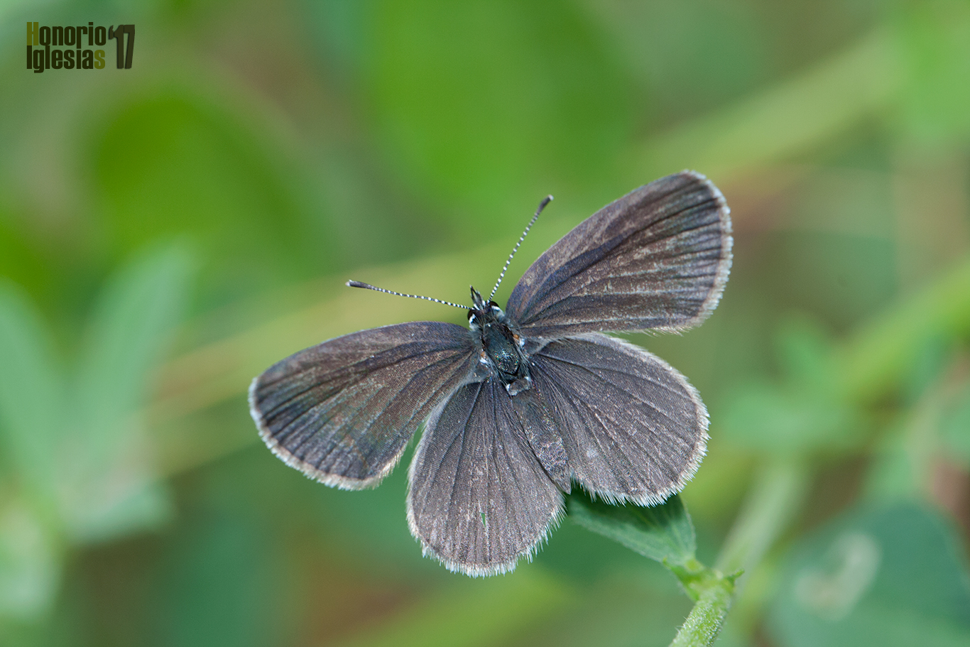 Ejemplar de mariposa duende menor u oscuro (Cupido minimus) mostrando su anverso alar.