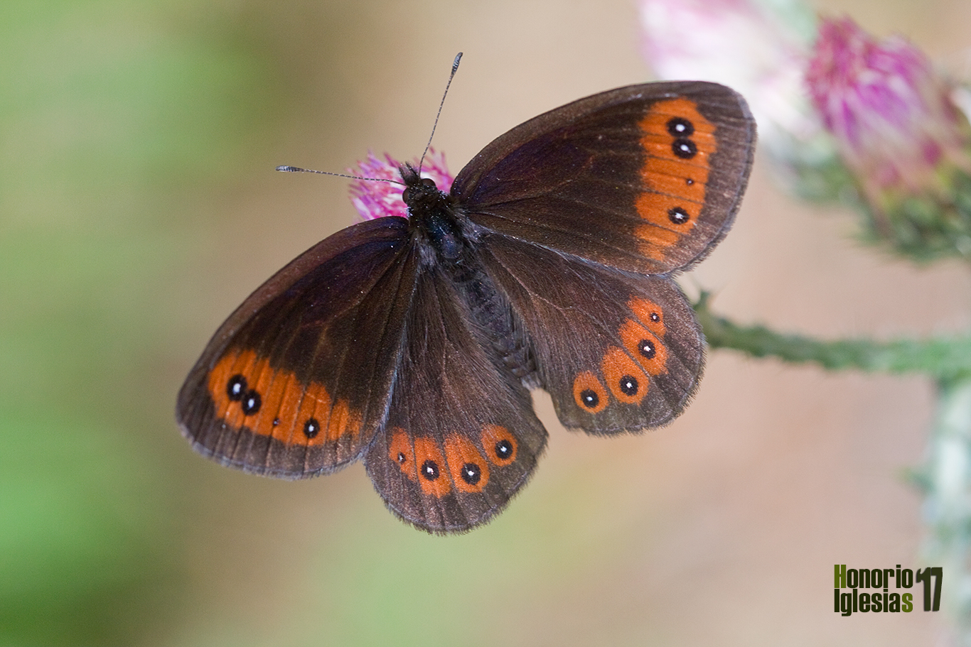 Anverso de la mariposa erebia común o montañesa de banda larga (Erebia meolans). La melanina confiere los colores oscuros (marrones, negros y grises) de las escamas de los lepidópteros.