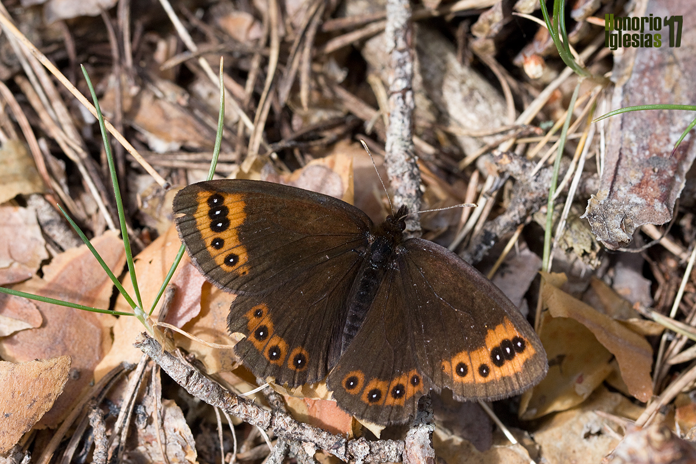 Hembra de mariposa erebia acodada o montañesa vacilante (Erebia triaria) posada sobre el suelo de un robledal serrano con pino silvestre.