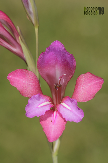 Gladiolus illyricus (Gladiolo silvestre)