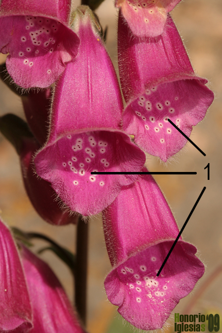 Flor de Digitalis purpurea: las máculas muy patentes en la boca del dedal 1) sirven de atrayente para los insectos y les indican la zona dónde deben posarse 