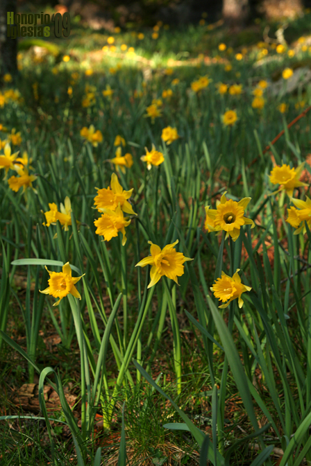 Narcissus confusus subsp. pugsleyanus (Narciso de los prados)