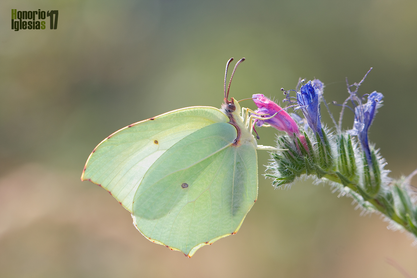 Hembra de mariposa cleopatra (Gonepteryx cleopatra) libando sobre la flor de Viborera (Echium sp)