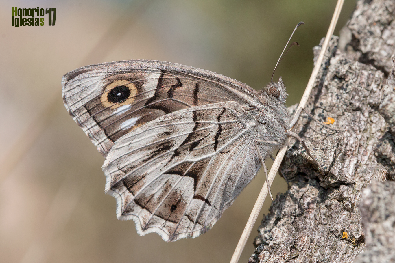 Ejemplar de mariposa sátiro rayado o festón blanco (Hipparchia (=Pseudotergumia) fidia), rara vez esta especie se sube a los árboles al contrario que otras hipparchias.