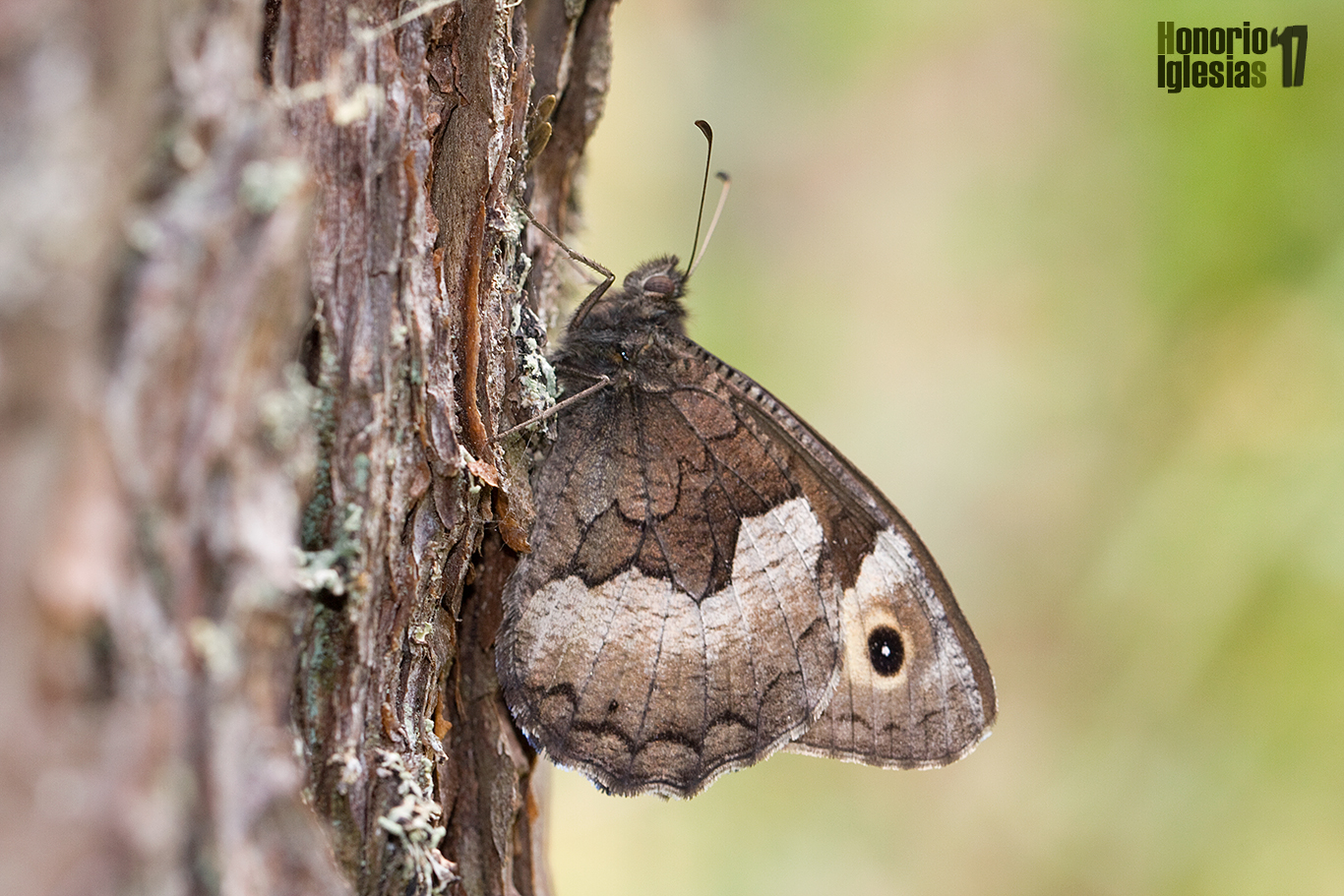 Ejemplar de mariposa sátiro de Hermione o banda acodada (Hipparchia hermione (=alcyone)) queriendo pasar desapercibida camuflándose sobre un tronco de pino de Valsaín (Pinus sylvestris).