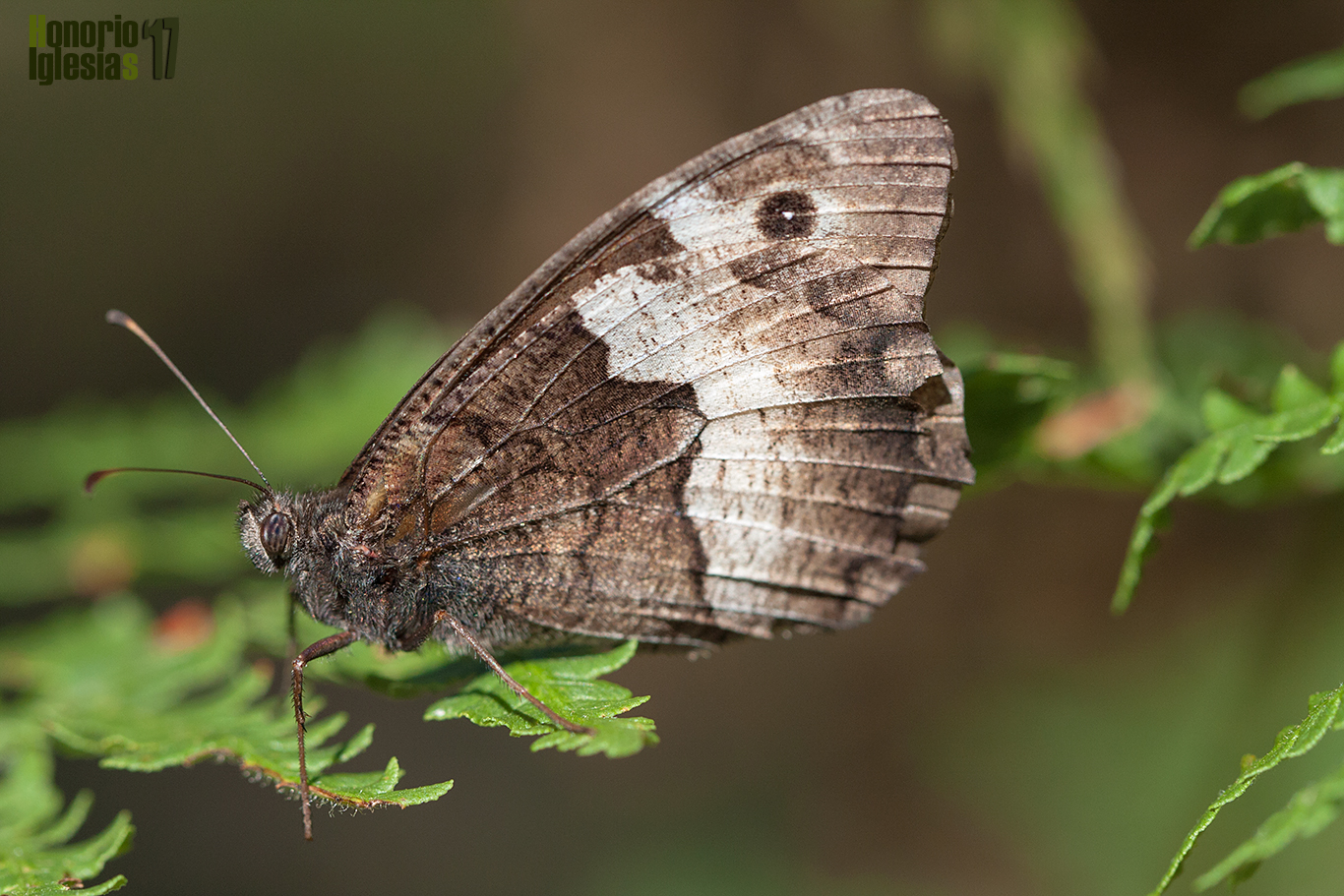 Ejemplar de mariposa sátiro de Hermione o banda acodada (Hipparchia hermione (=alcyone)) sobre un helecho real (Pteridium aquilinum) en un claro del bosque.