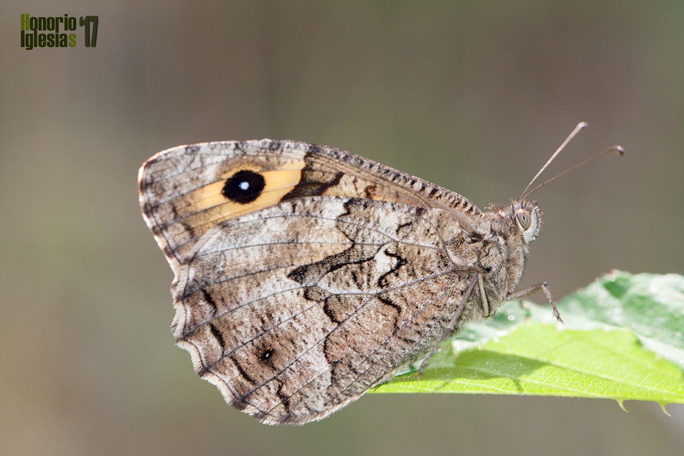Ejemplar de mariposa sátiro rubio o pardo rubia (Hipparchia (=Parahipparchia) semele) descansando sobre una hoja de zarza.