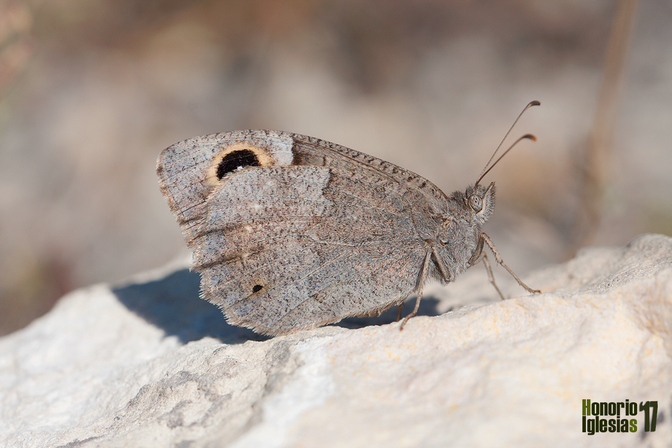 Ejemplar de mariposa sátiro gris o sátiro moreno (Hipparchia (=Neohipparchia) statilinus) tratando de pasar desapercibido escondiendo el ocelo marcado del ala anterior.