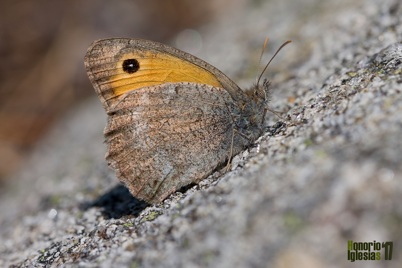 Macho de mariposa Lobito (Hyponephele lycaon), la especie aparece con facilidad en zonas de alta montaña