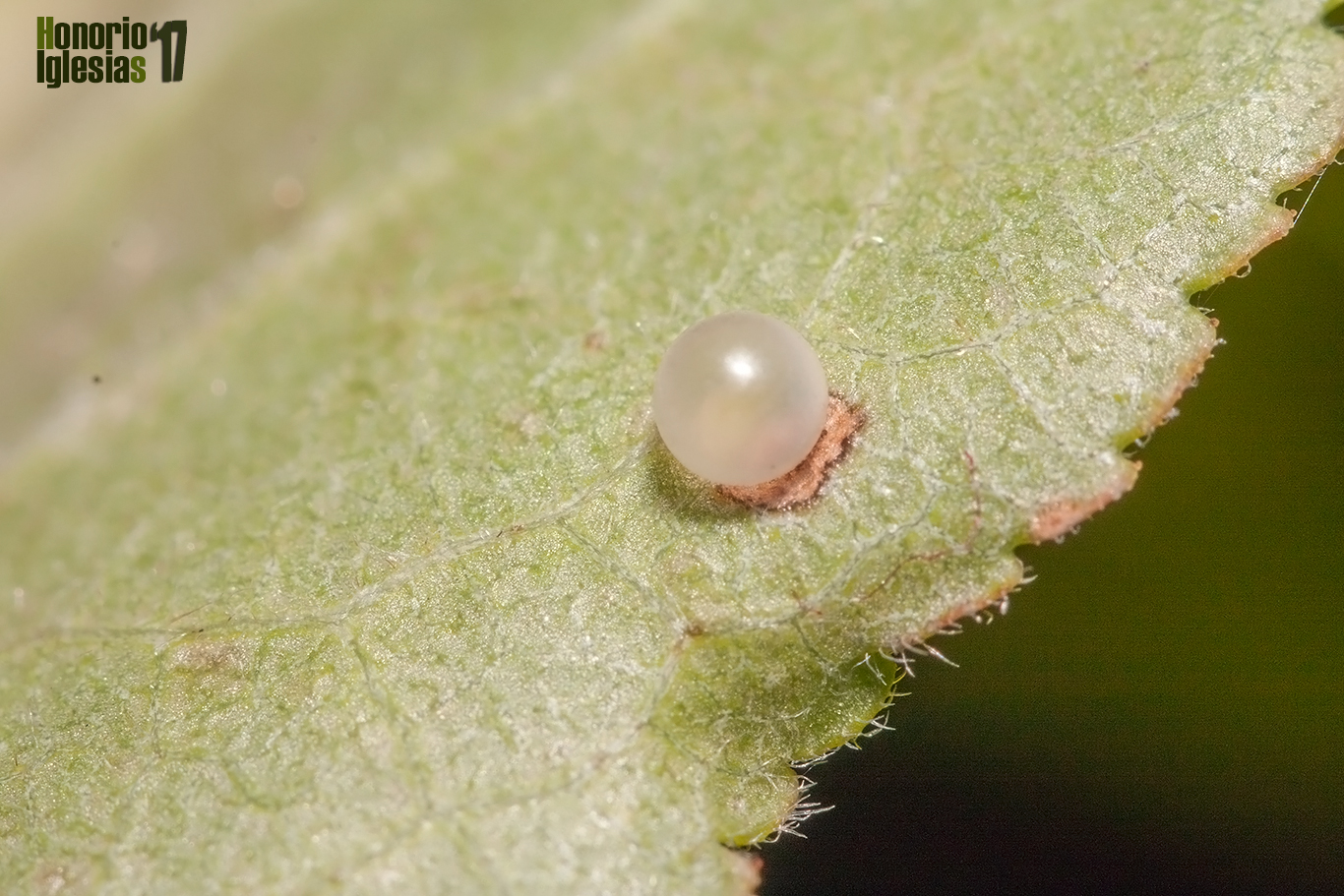 Huevo de mariposa chupaleches (Iphiclides feisthamelii) sobre un ciruelo doméstico (Prunus domestica). Los huevos de los papilionidos son esféricos.