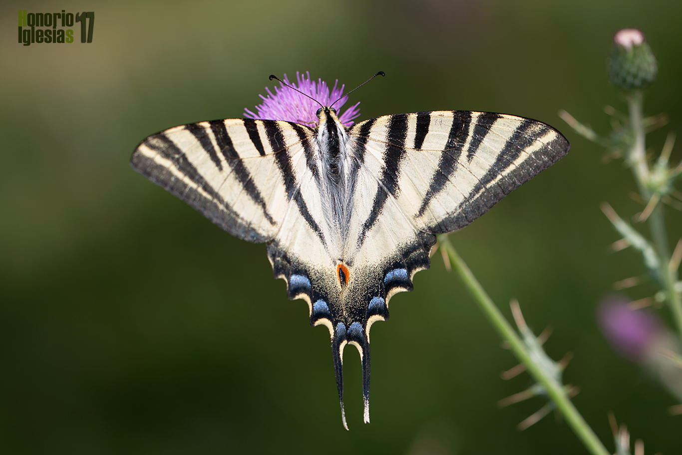 Ejemplar de mariposa chupaleches o chupaleche (Iphiclides feisthamelii) libando de las flores de un cardo en una turbera del piedemonte serrano.