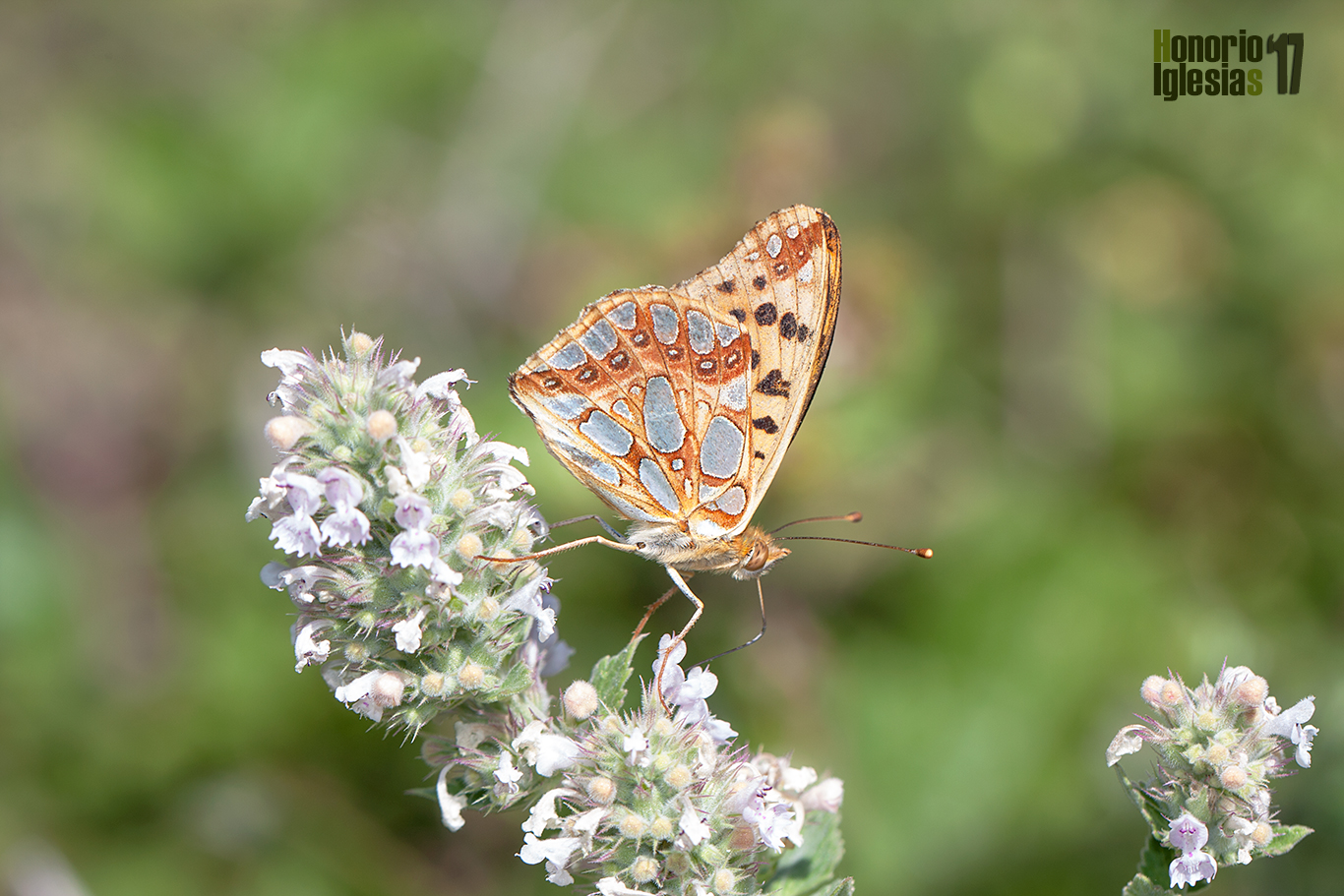 Reverso de mariposa espejitos o sofía (Issoria lathonia) . Las manchas metálicas de su reverso alar la hacen inconfundible