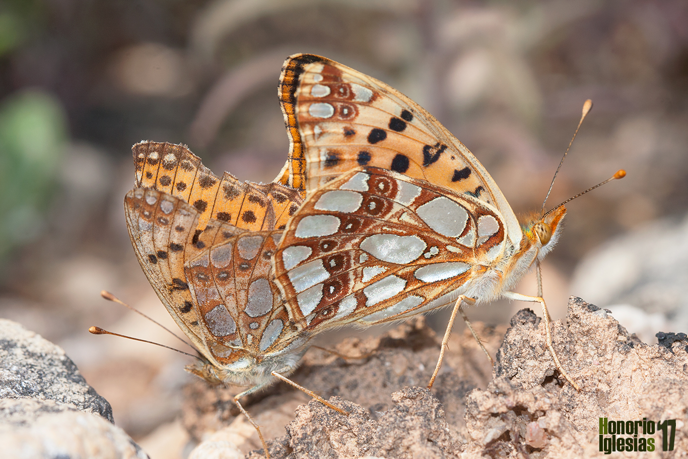 Cópula de mariposa espejitos o sofía (Issoria lathonia), una de las mariposas más comunes de la sierra de Guadarrama, visible durante todo el año.