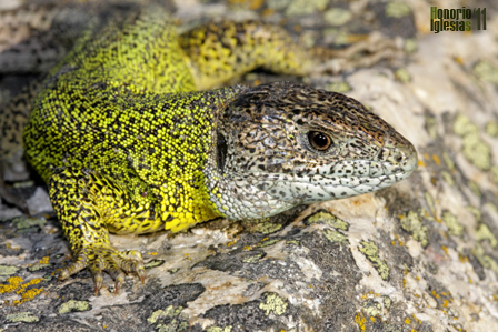 Detalle de macho adulto de lagarto verdinegro (Lacerta schreiberi). Se trata de una especie endémica de la Península Ibérica