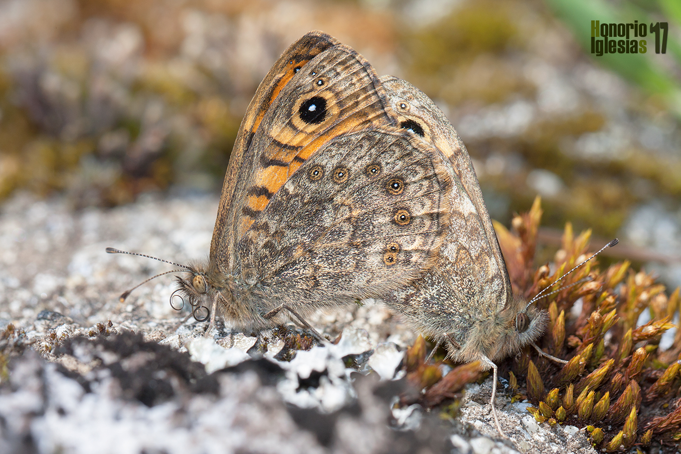 Cópula de mariposa saltacercas (Lasiommata megera) . Se trata de una de las especies más frecuentes en la Sierra, en la que se puede ver prácticamente todo el año.