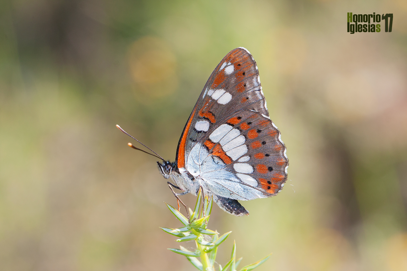 Ejemplar de mariposa ninfa de los arroyos (Limenitis reducta) mostrando su reverso alar.
