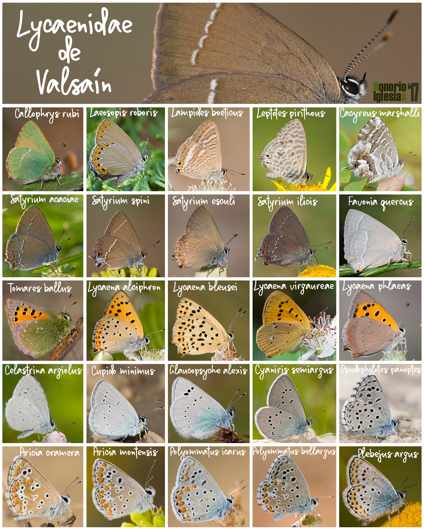 Montaje con los componentes de la familia Lycaenidae presentes en Valsaín