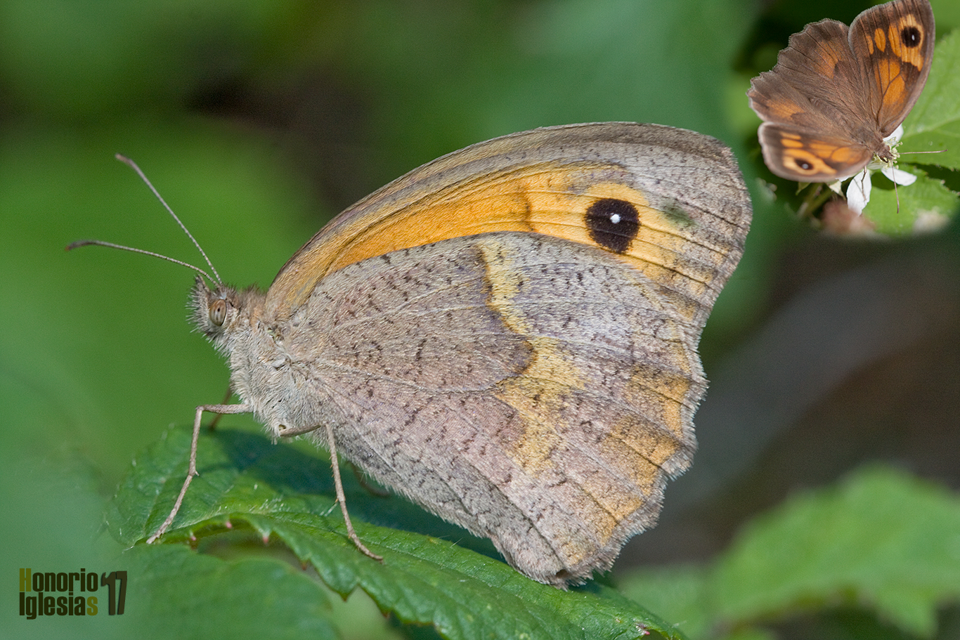 Hembra de mariposa loba (Maniola jurtina) mostrando su reverso alar. Arriba a la derecha detalle del anverso.