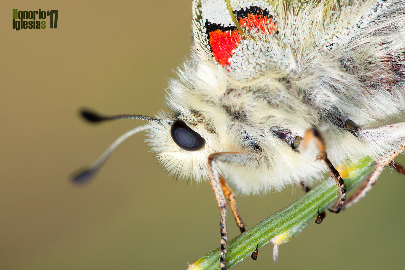 Detalle de las escamas de la mariposa apolo (Parnassius apollo). Los lepidópteros presentan escamas no sólo en las alas sino en buena parte de su cuerpo