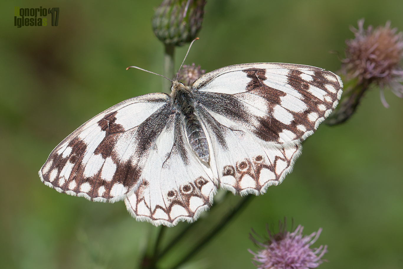 Ejemplar de mariposa medioluto ibérica o común (Melanargia lachesis) mostrando su anverso alar