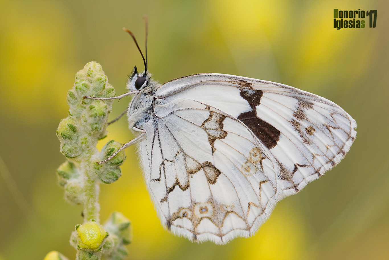 Ejemplar de mariposa medioluto ibérica o común (Melanargia lachesis) mostrando su reverso alar.