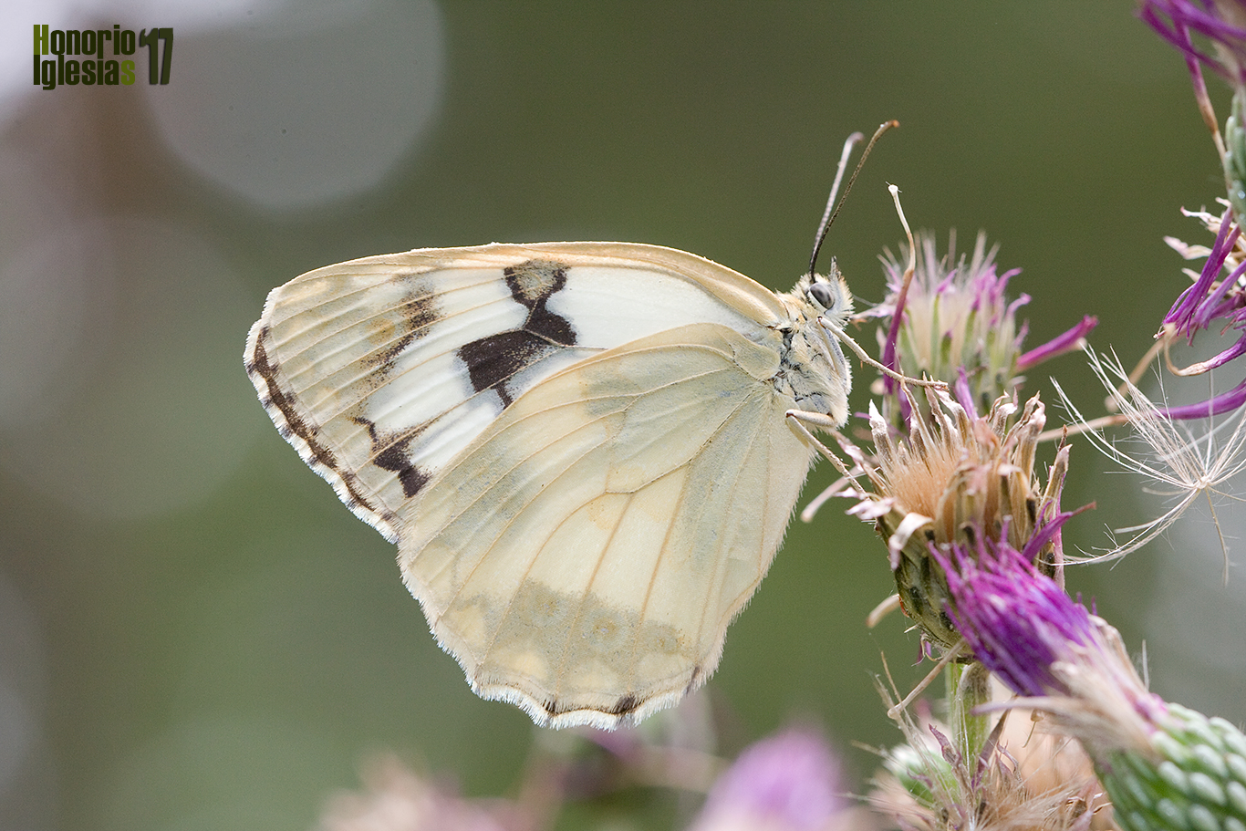 Ejemplar de mariposa medioluto ibérica o común (Melanargia lachesis) de la llamada forma cataleuca, destacada por tener el reverso del ala posterior completamente blanco, libando de la flor de un cardo en Valsaín.