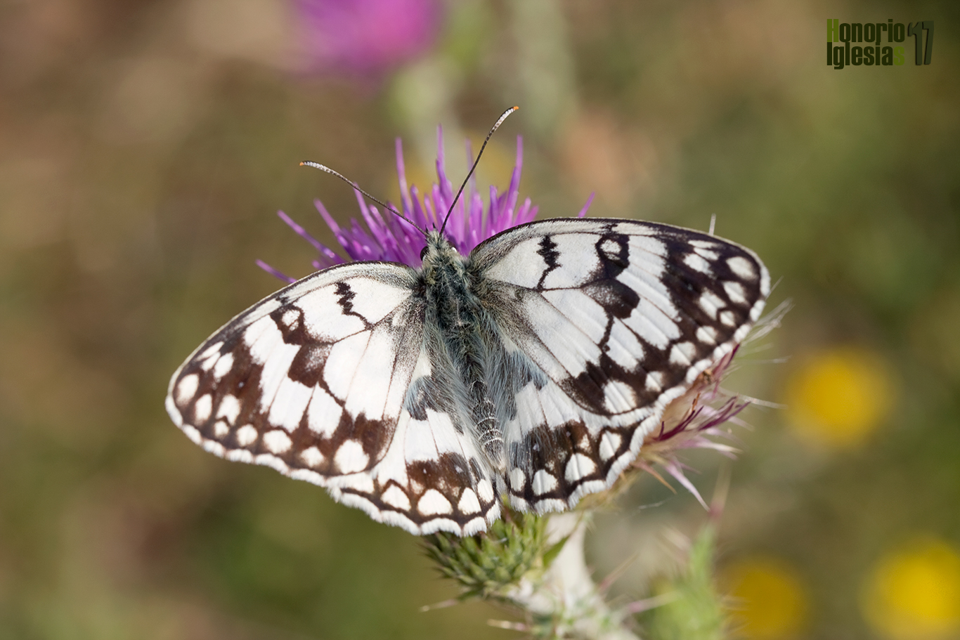 Ejemplar de mariposa medioluto montañesa o montañera (Melanargia russiae), fácilmente reconocible por la línea zigzagueante que atraviesa la celda de sus alas anteriores.