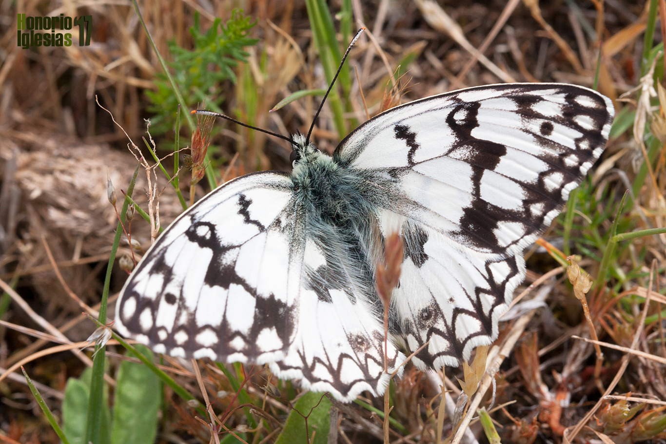 Ejemplar de mariposa medioluto montañesa o montañera (Melanargia russiae) mostrando su anverso alar. 