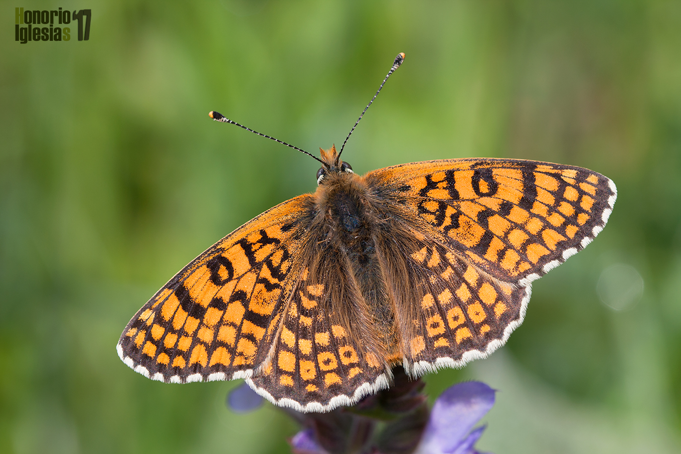 Ejemplar de mariposa doncella punteada (Melitaea cinxia) , tanto en el anverso y en el reverso del ala posterior se ven los puntos que dan nombre común a la especie.