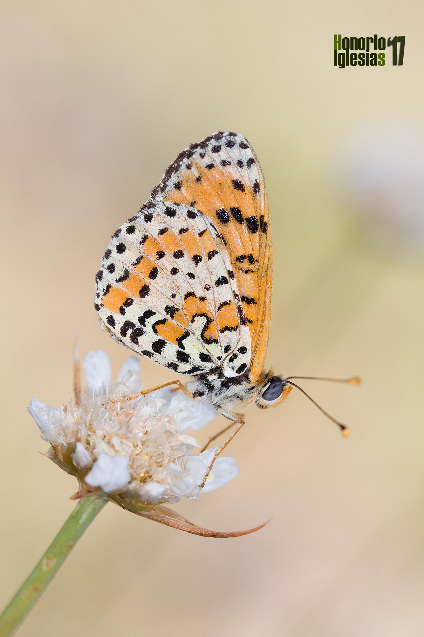 Ejemplar de mariposa  doncella didima o doncella tímida (Melitaea didyma) mostrando su reverso alar. 
