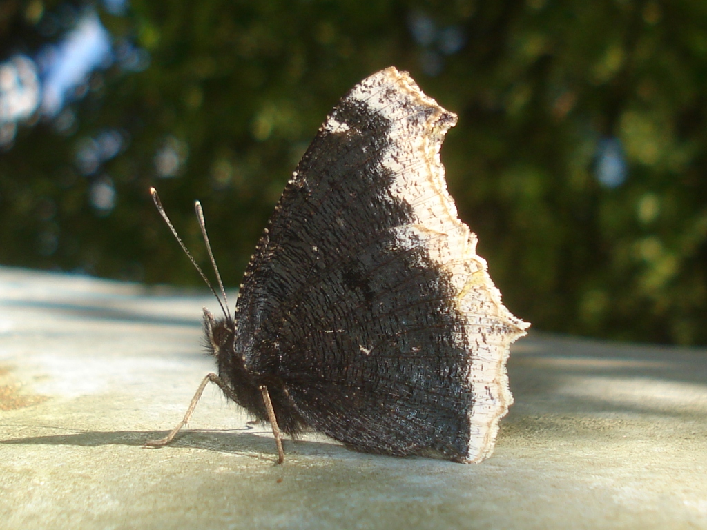 Ejemplar de mariposa antiopa o antíope (Nymphalis antíopa) mostrando su reverso alar , Foto por Sanja565658 bajo Licencia Creative commons. 