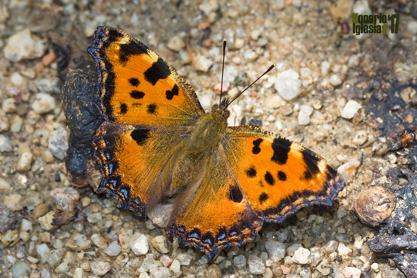 Ejemplar de mariposa olmera (Nymphalis polychloros) mostrando su espectacular anverso alar.