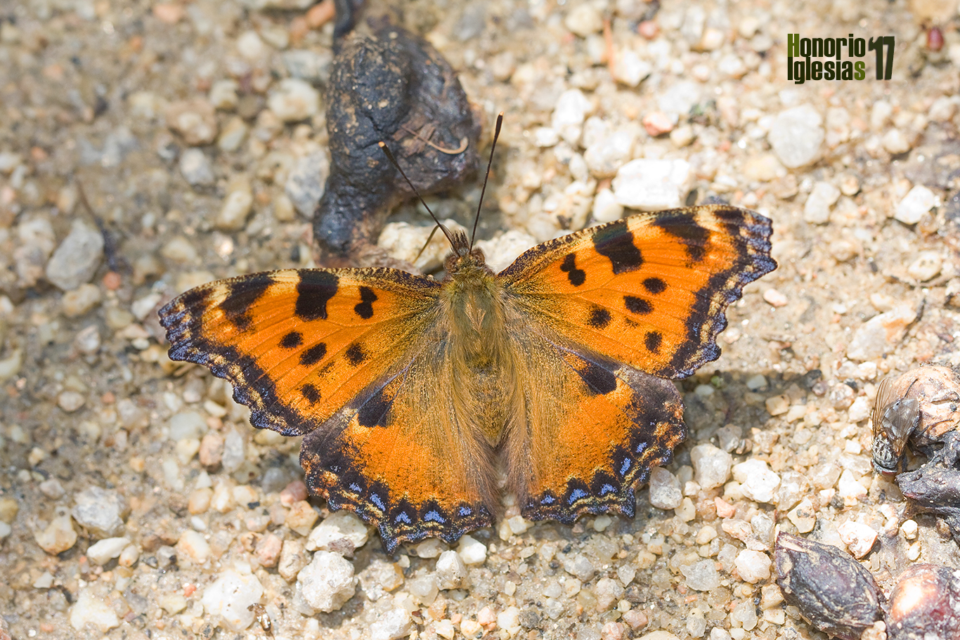 Ejemplar de mariposa olmera (Nymphalis polychloros) libando las sales de un excremento.