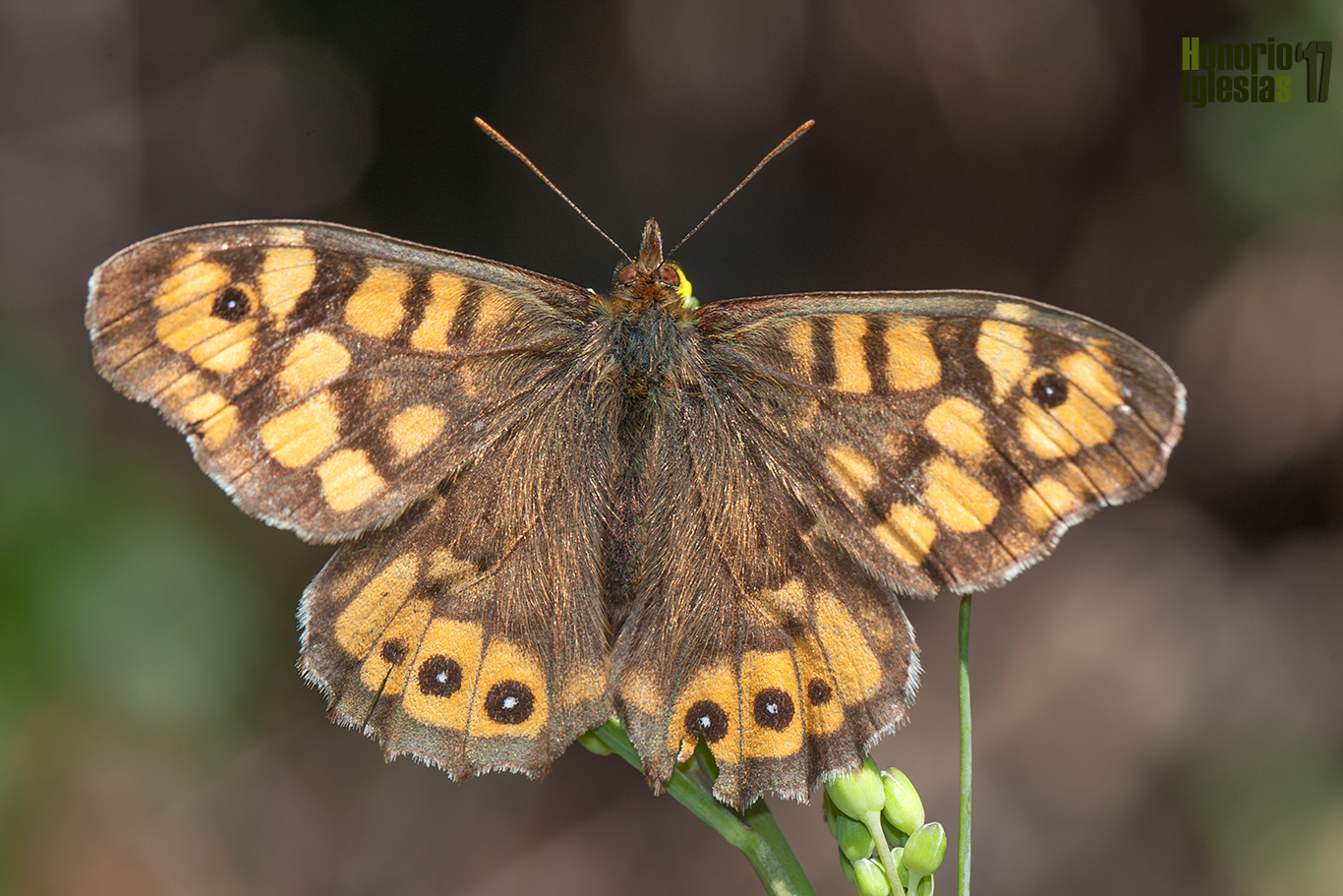 Macho de mariposa ondulada o maculada (Pararge aegeria) mostrando su anverso alar. Se trata de una mariposa muy común en la sierra de Guadarrama